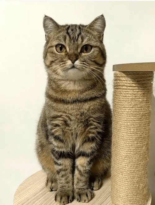 Choosing a Pet Portrait Photo: What Makes It Your Cat or Dog?